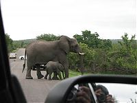 Fauna & Flora: Kruger National Park, South Africa