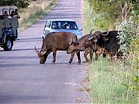 Fauna & Flora: Kruger National Park, South Africa