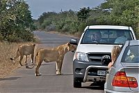 Fauna & Flora: Kruger National Park, South Africa