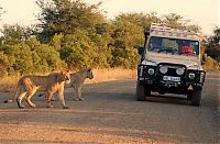 Fauna & Flora: Kruger National Park, South Africa