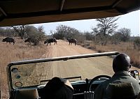 Fauna & Flora: Kruger National Park, South Africa