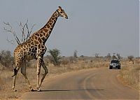 Fauna & Flora: Kruger National Park, South Africa