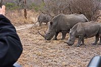 Fauna & Flora: Kruger National Park, South Africa