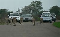 Fauna & Flora: Kruger National Park, South Africa