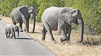 Fauna & Flora: Kruger National Park, South Africa