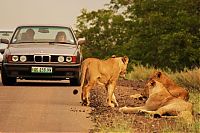 Fauna & Flora: Kruger National Park, South Africa