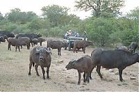 Fauna & Flora: Kruger National Park, South Africa