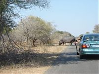 Fauna & Flora: Kruger National Park, South Africa