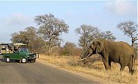 Fauna & Flora: Kruger National Park, South Africa