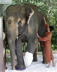Fauna & Flora: elephant lost his leg on the bomb