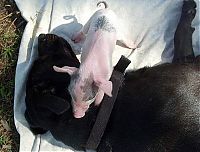 Fauna & Flora: dog mother with pigs