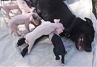 Fauna & Flora: dog mother with pigs