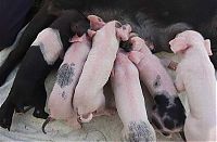 TopRq.com search results: dog mother with pigs