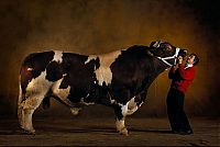 Fauna & Flora: huge belgian cows