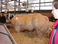 Fauna & Flora: huge belgian cows