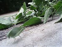 Fauna & Flora: Insect leaf camouflage