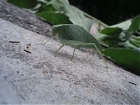 Fauna & Flora: Insect leaf camouflage