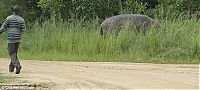 Fauna & Flora: hippopotamus attack