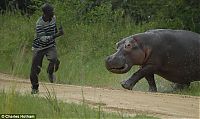 Fauna & Flora: hippopotamus attack
