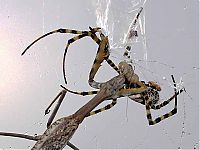 Fauna & Flora: mantis against a spider