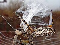 Fauna & Flora: mantis against a spider
