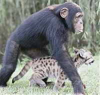 Fauna & Flora: monkey as a mother of a small puma