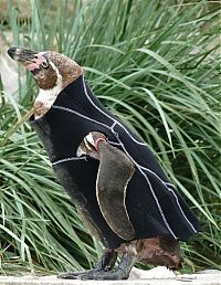 Fauna & Flora: penguin in a diving suit