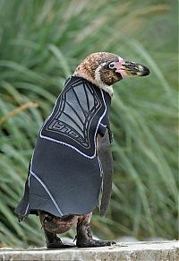 Fauna & Flora: penguin in a diving suit