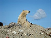 TopRq.com search results: polar bear in the construction area