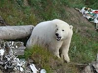 TopRq.com search results: polar bear in the construction area