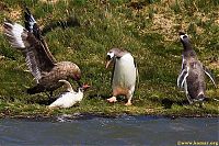 Fauna & Flora: bird attack on a small penguin