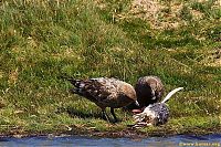 Fauna & Flora: bird attack on a small penguin