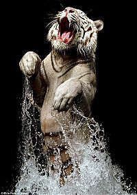 Fauna & Flora: tiger in the water