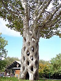 Fauna & Flora: unusual trees in the world