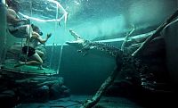 TopRq.com search results: Cage of Death, Crocosaurus Cove