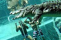 TopRq.com search results: Cage of Death, Crocosaurus Cove