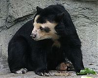 Fauna & Flora: Bald bear