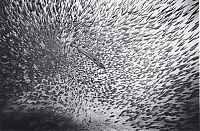 Fauna & Flora: Huge shoals of fish
