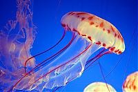 Fauna & Flora: jellyfish