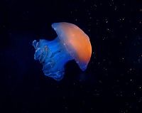 Fauna & Flora: jellyfish