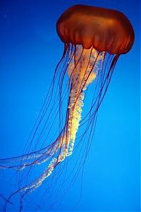 Fauna & Flora: jellyfish