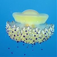 Fauna & Flora: jellyfish