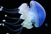 Fauna & Flora: jellyfish