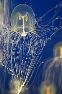 Fauna & Flora: jellyfish