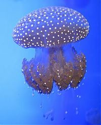 Fauna & Flora: jellyfish