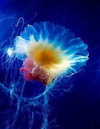 Fauna & Flora: jellyfish