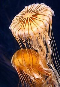 Fauna & Flora: jellyfish