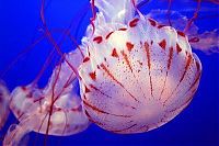 Fauna & Flora: jellyfish