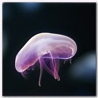 Fauna & Flora: jellyfish