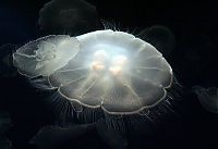 Fauna & Flora: jellyfish